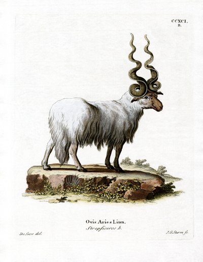 Wallachenschaf von German School