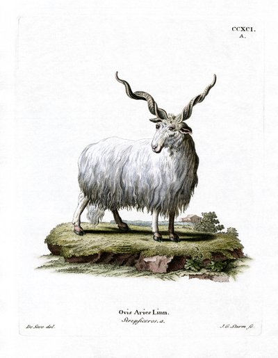 Wallachenschaf von German School