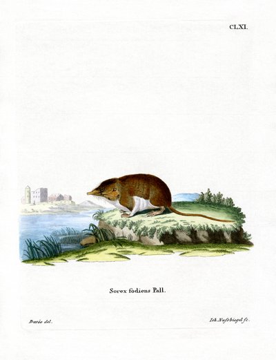 Wasserspitzmaus von German School