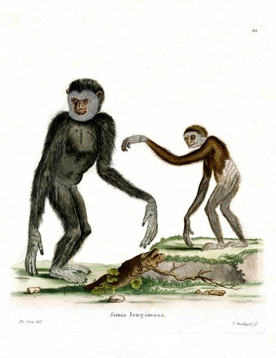 Weißhandgibbon von German School