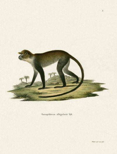 Weißkehlige Meerkatze von German School