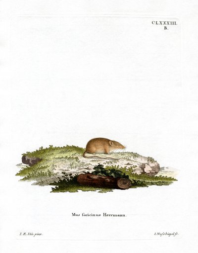 Weißzahnspitzmaus von German School