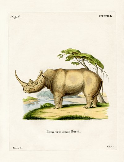Weißes Nashorn von German School