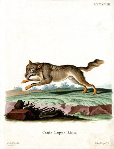 Wolf von German School