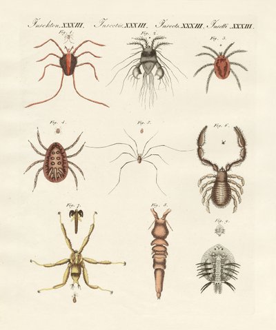 Wunderbare Insekten von German School