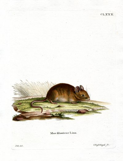 Waldmaus von German School
