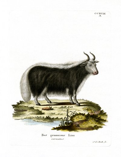 Yak von German School