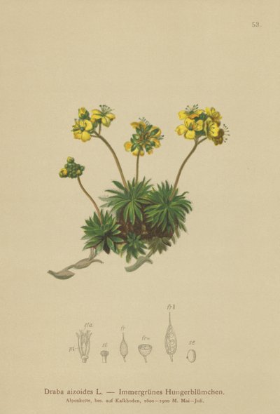 Gelbes Hungerblümchen von German School