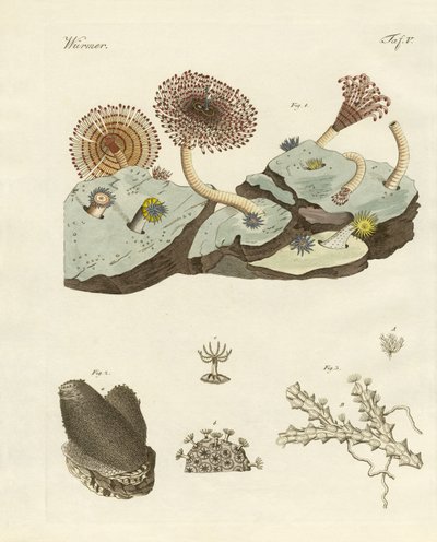 Zoophyten und Tierpflanzen von German School