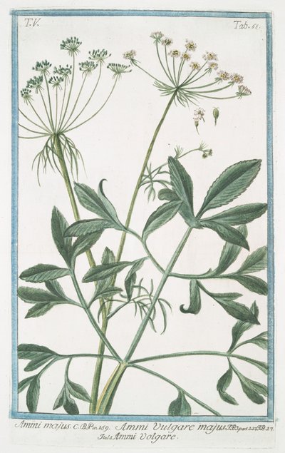Ammi majus von Giorgio Bonelli