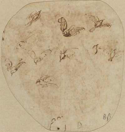 Vögel im Flug [verso] von Girolamo Mazzola Bedoli