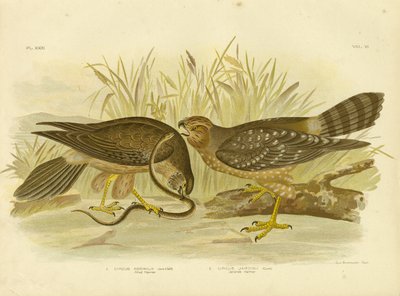 Alliierter Harrier oder Fleckiger Harrier, 1891 von Gracius Broinowski