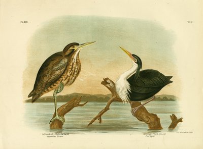 Australischer Rohrdommel, 1891 von Gracius Broinowski