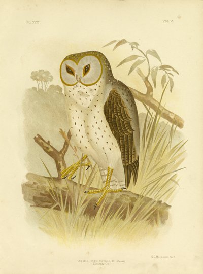 Zarte Eule, 1891 von Gracius Broinowski