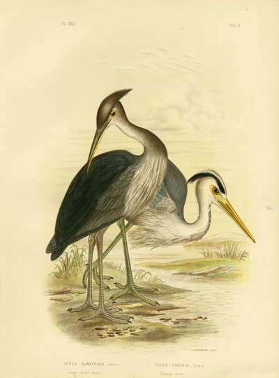 Großschnabelreiher oder Dunkelgrauer Reiher, 1891 von Gracius Broinowski