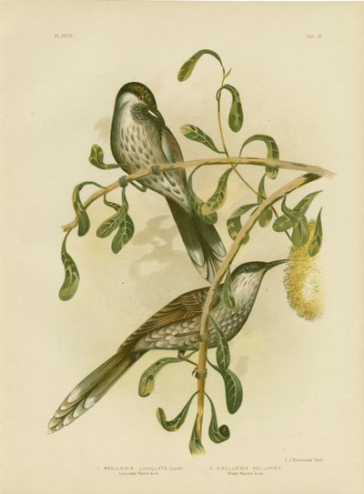 Lumulated Wattlebird oder Kleiner Wattlebird, 1891 von Gracius Broinowski