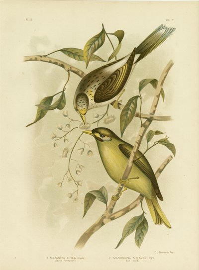 Gelbkehl-Honigfresser, 1891 von Gracius Broinowski