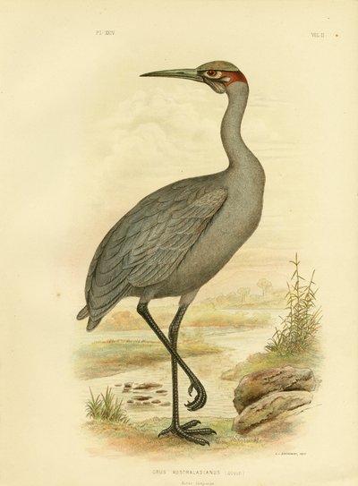 Einheimischer Begleiter oder Brolga, 1891 von Gracius Broinowski