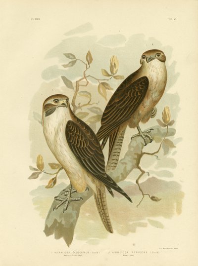Westlicher Brauner Falke von Gracius Broinowski