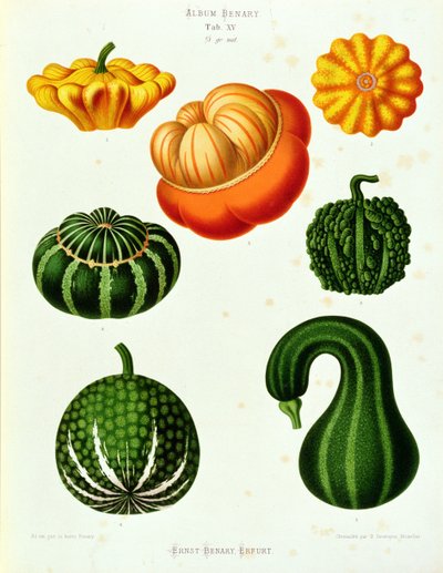 Zucchini: aus dem "Album Benary" Tab. XV von Guillaume Severeyns