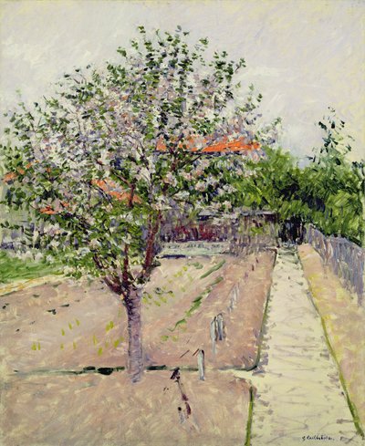 Apfelbaum in Blüte, ca. 1885 von Gustave Caillebotte