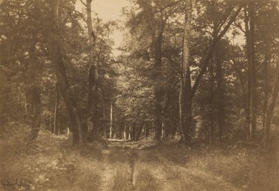 Bas-Bréau, Wald von Fontainebleau von Gustave Le Gray