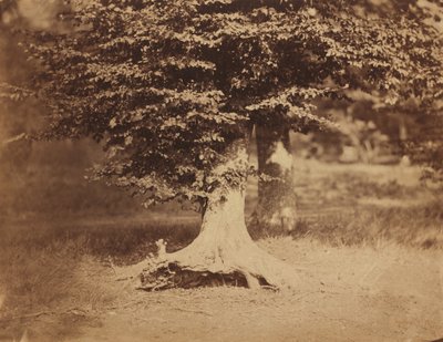 Buche, Wald von Fontainebleau von Gustave Le Gray