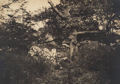 Eiche in den Felsen von Fontainebleau, 1849-52 von Gustave Le Gray