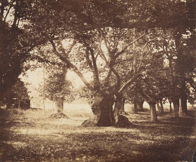 Hohle Eiche, Fontainebleau, 1855-57 von Gustave Le Gray