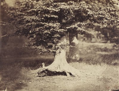 Die Buche, ca. 1855-7 (s/w Foto) von Gustave Le Gray