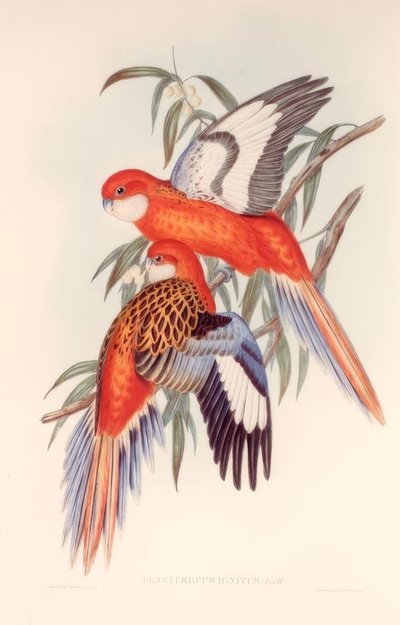 PLATYCERUS IGNITUS von H.C. Richter