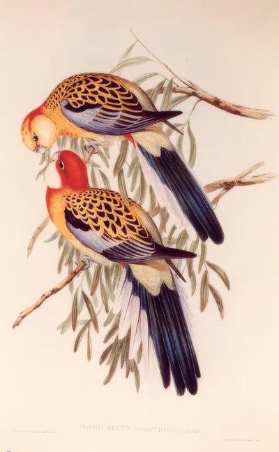 PLATYCERUS SPLENDIDUS von H.C. Richter