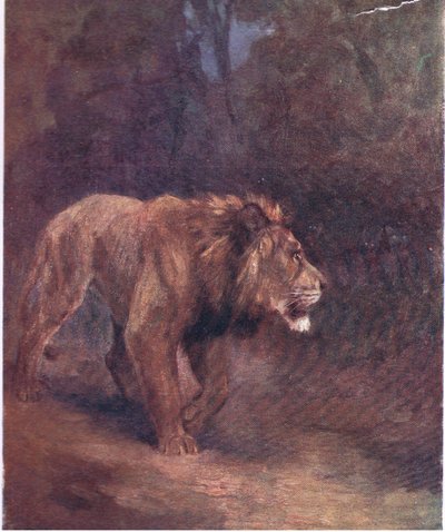 Ein Löwe im afrikanischen Wald von H. Dixon