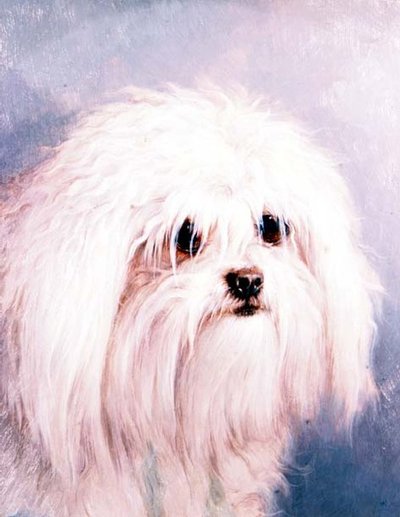 Malteser Terrier von H. Morley Park