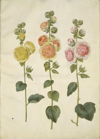 Stockrose von Hans Simon Holtzbecker
