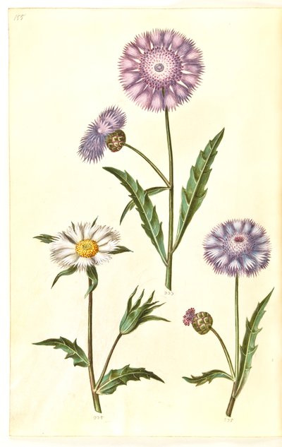 Amberboa moschata (Duft-Sultan) von Hans Simon Holtzbecker