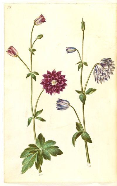 Aquilegia vulgaris (Gewöhnliche Akelei) von Hans Simon Holtzbecker