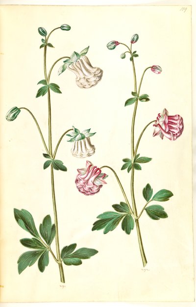 Aquilegia vulgaris (Gewöhnliche Akelei) von Hans Simon Holtzbecker