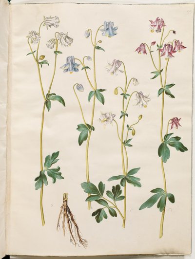 Aquilegia vulgaris (Gewöhnliche Akelei) von Hans Simon Holtzbecker