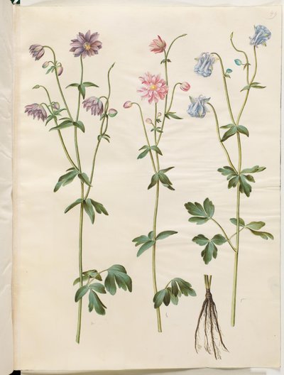 Aquilegia vulgaris (Gemeine Akelei) von Hans Simon Holtzbecker