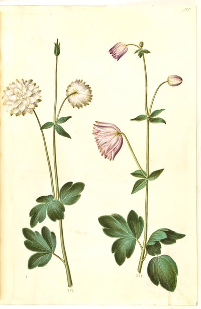Aquilegia vulgaris (Gewöhnliche Akelei) von Hans Simon Holtzbecker