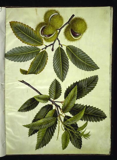 Castanea sativa (Edelkastanie) von Hans Simon Holtzbecker