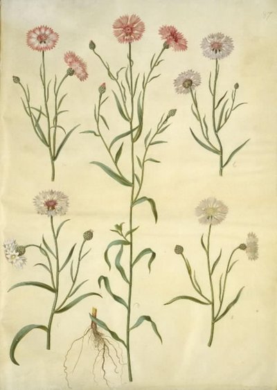 Kornblume (Centaurea cyanus) von Hans Simon Holtzbecker