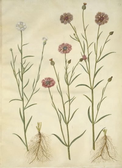 Kornblume von Hans Simon Holtzbecker