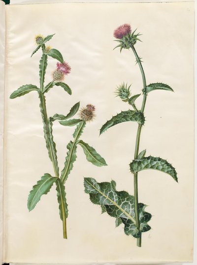 Centaurea seridis; Silybum marianum (Mariendistel) von Hans Simon Holtzbecker