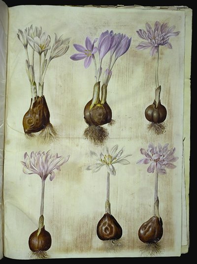 Colchicum autumnale (Herbstzeitlose) von Hans Simon Holtzbecker