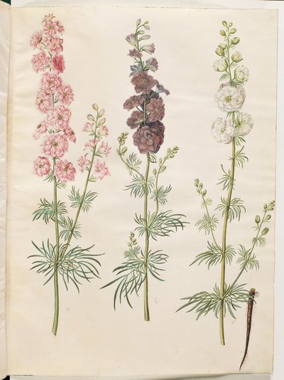 Rittersporn von Hans Simon Holtzbecker