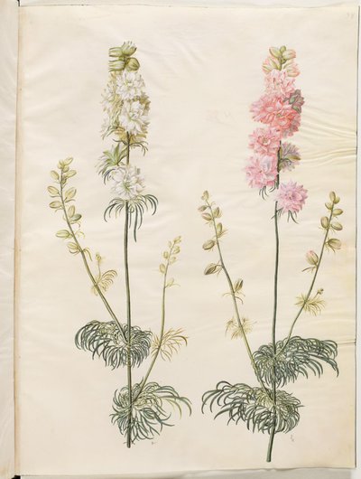 Rittersporn (Consolida ajacis) von Hans Simon Holtzbecker