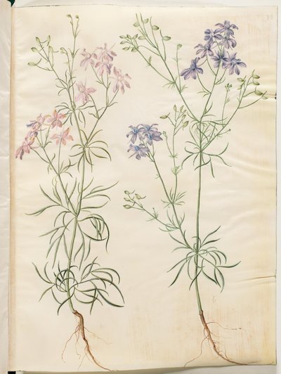 Consolida regalis (Korn-Rittersporn) von Hans Simon Holtzbecker