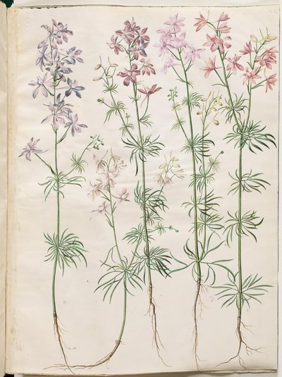 Consolida regalis (Korn-Rittersporn) von Hans Simon Holtzbecker